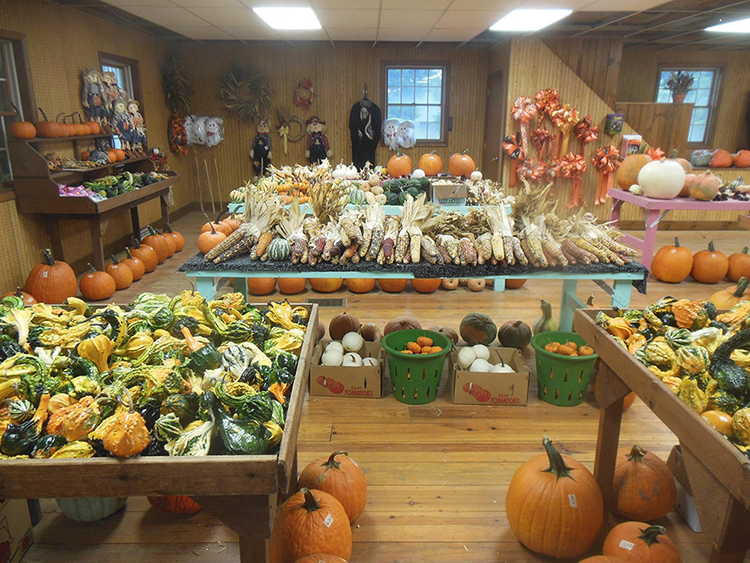 Fall Gourds and Pumpkins