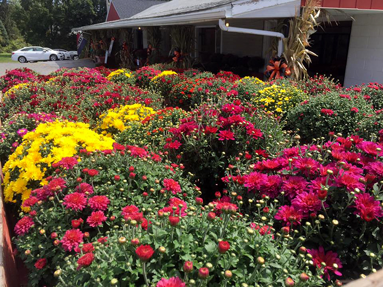 Flowers & Baskets