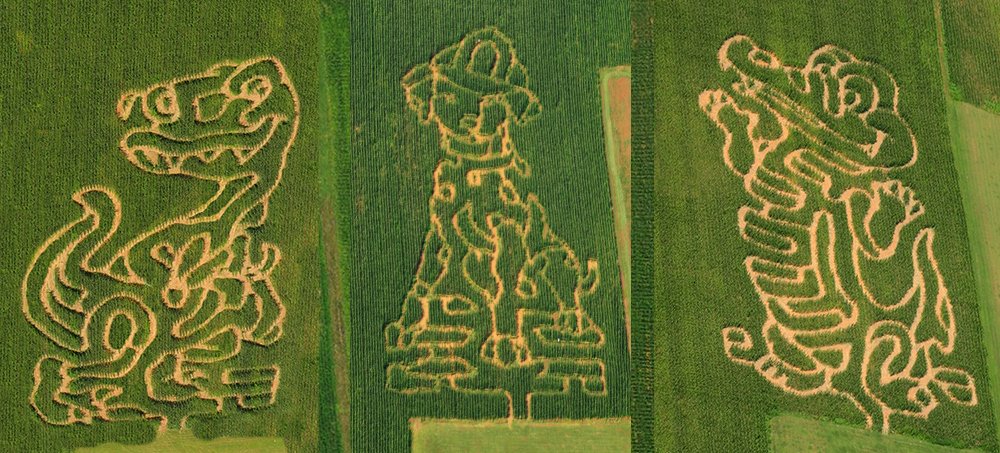WILCOX FARMS KID'S CORN MAZE